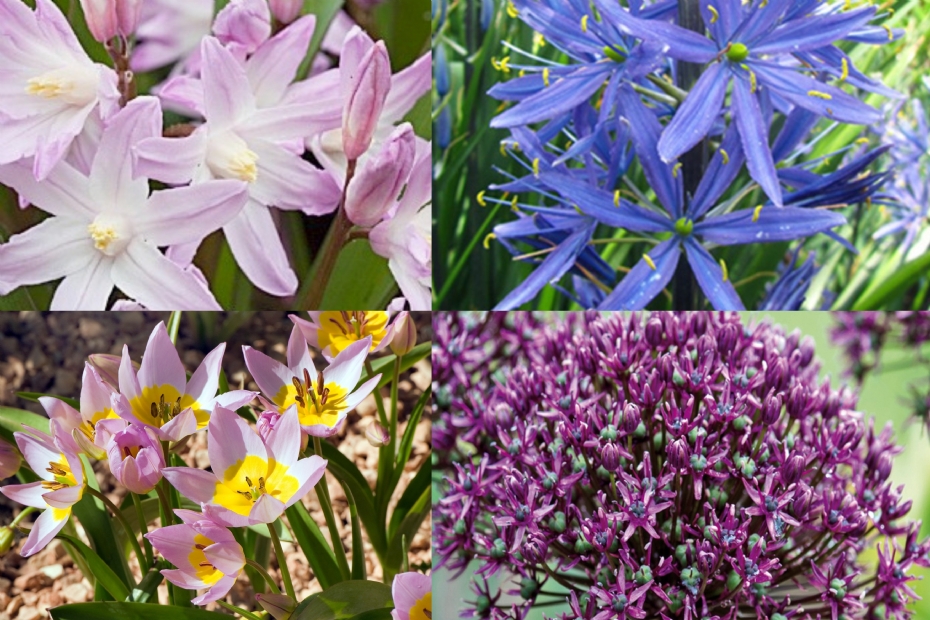 Zouttolerante planten Zouttolerante planten