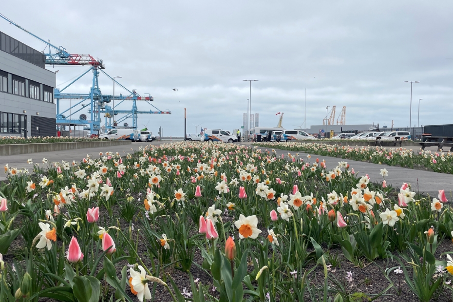 Project maasvlakte