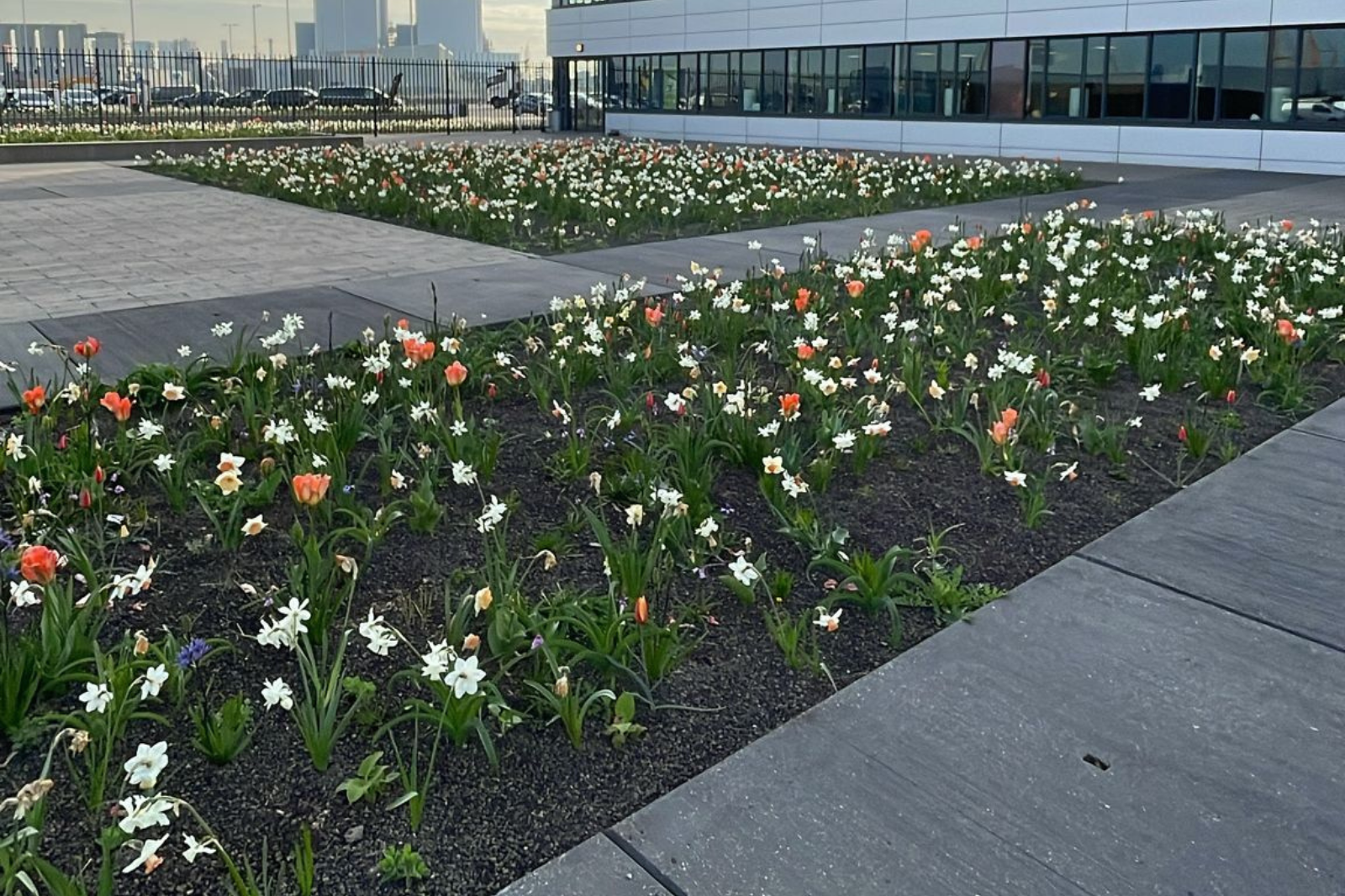 Prarietuin op de Maasvlakte Prarietuin op de Maasvlakte