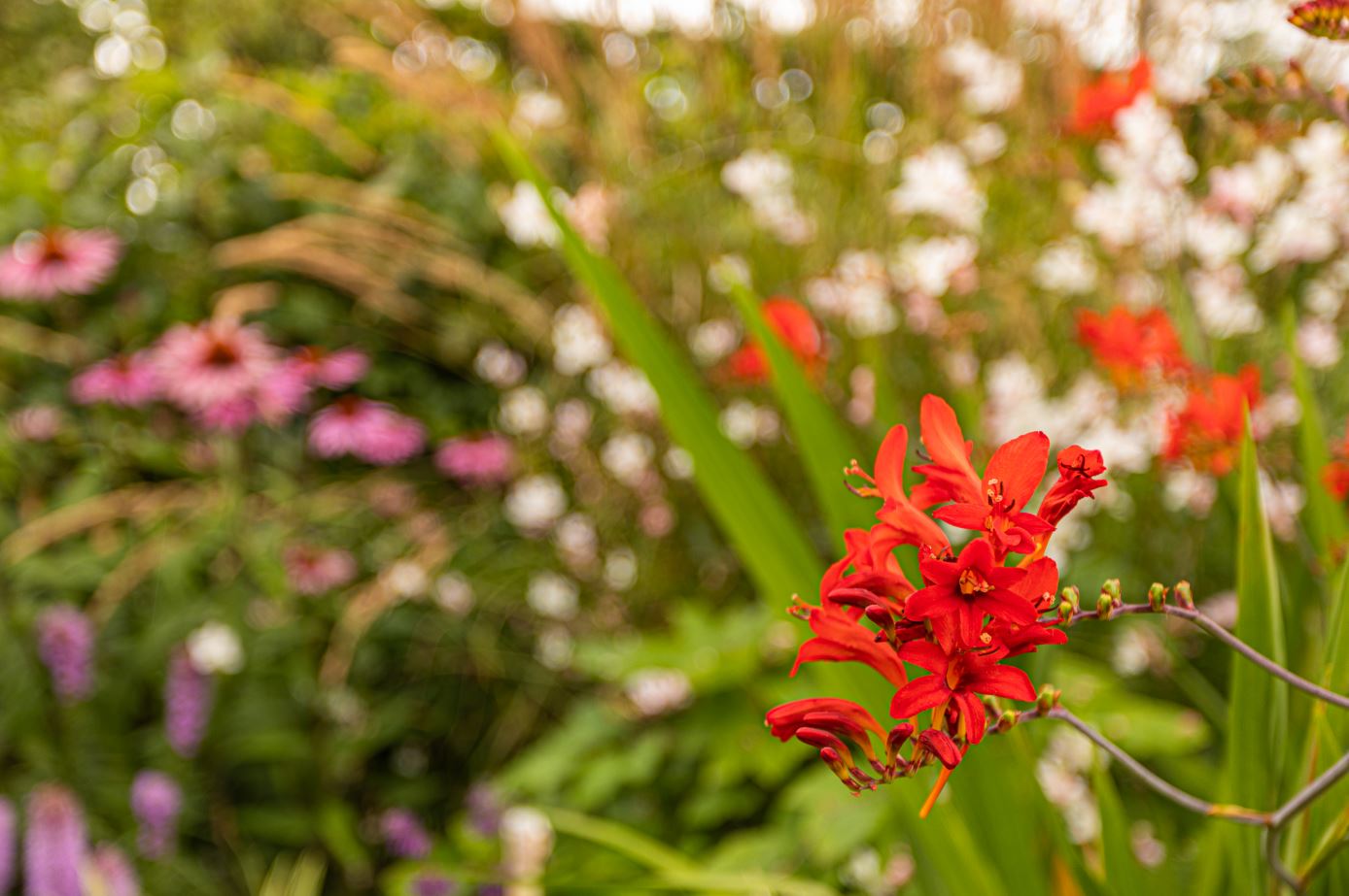 bloembollen in de tuin bloembollen in de tuin